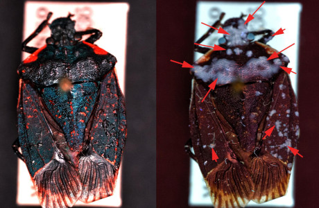 Specimen of the Pentatomidae, Halyomorpha sp. Left in white light, right under UV-light. The red arrows show the parts that are affected by fungus, only visible with the UV light.