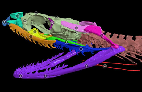 Annotated 3D model of a grass snake skull