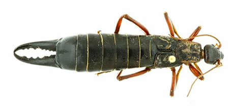 foto van een specimen van de reuzenoorworm