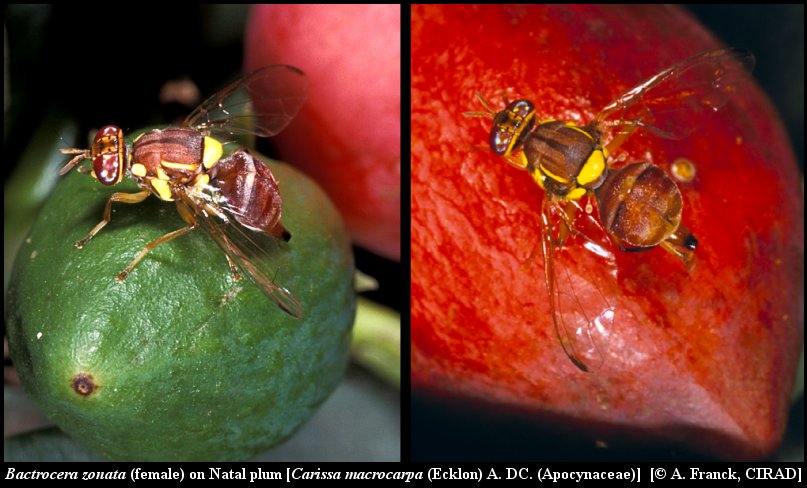 An introduction to fruit flies