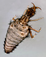 neuroptera picture