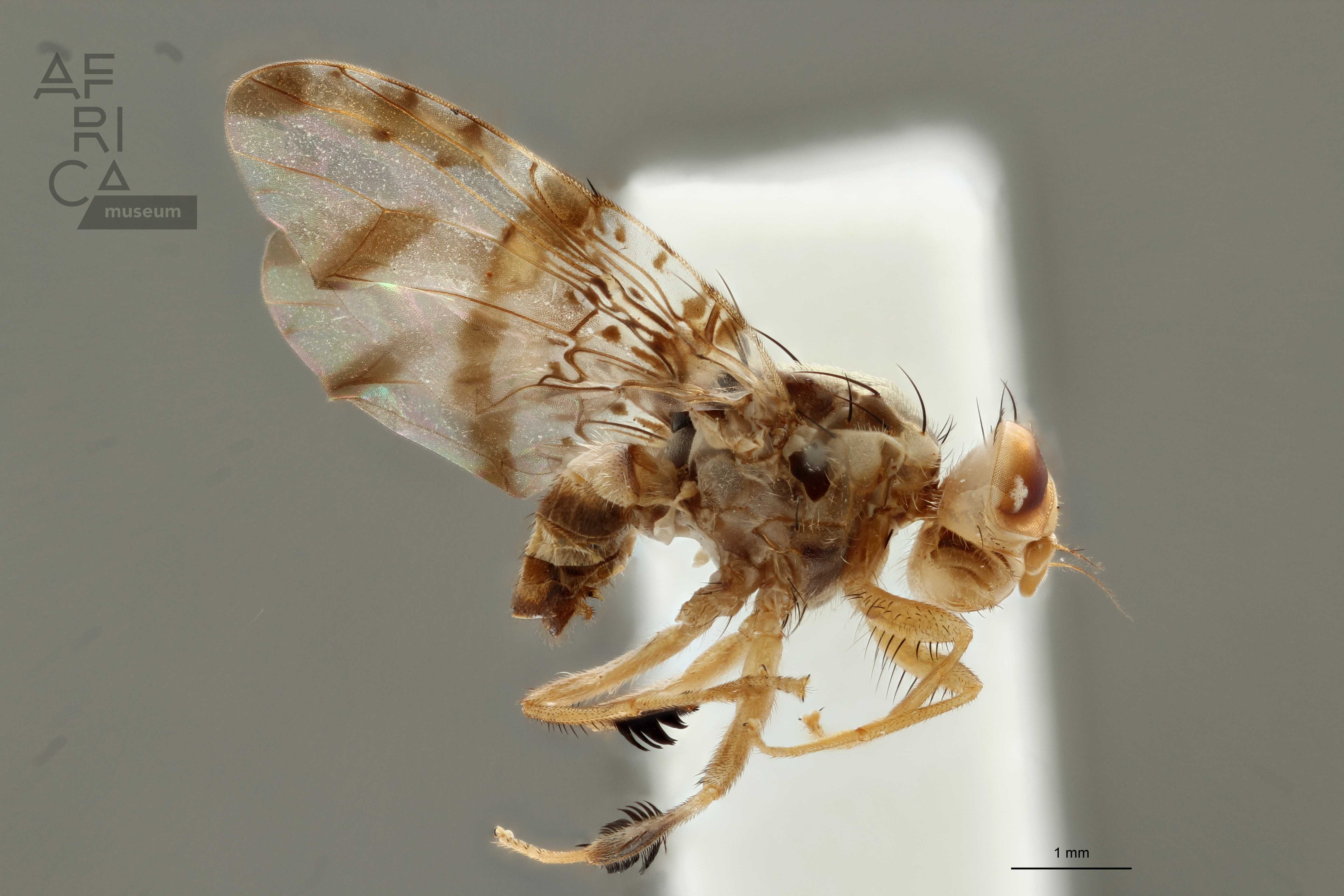 Projects | Königliches Museum für Zentralafrika - Tervuren - Belgien