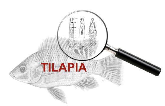 tilapia_logo.jpeg