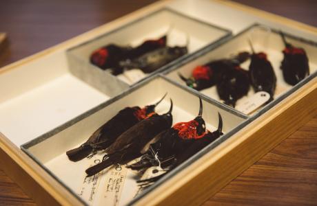 Doe mee aan de transcriptie van de registers van onze vogelcollectie en vul zo onze databases aan