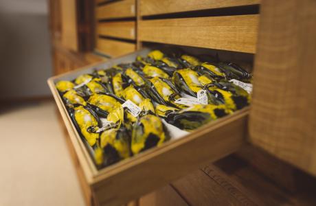 Help de Vogelcollectie Vliegen naar de Virtuele Wereld
