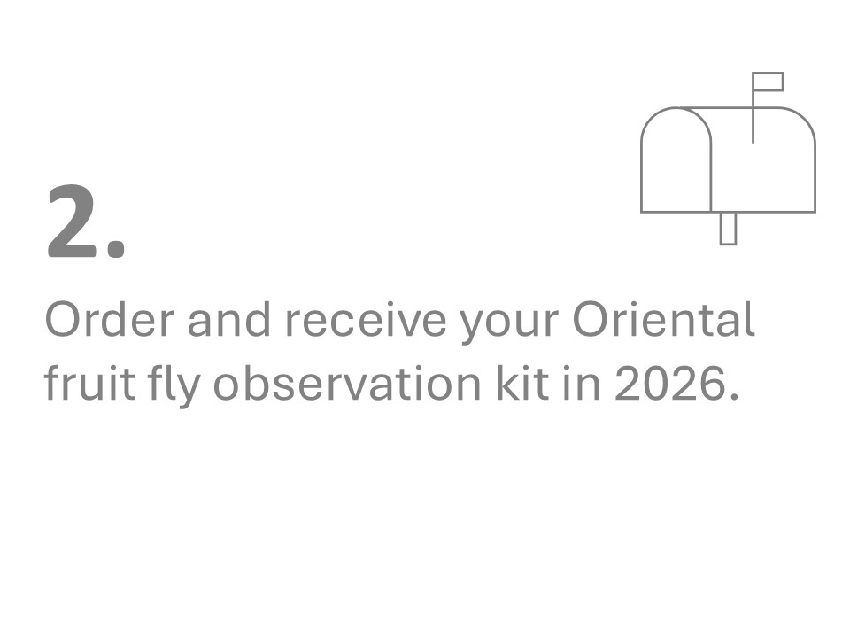 fly