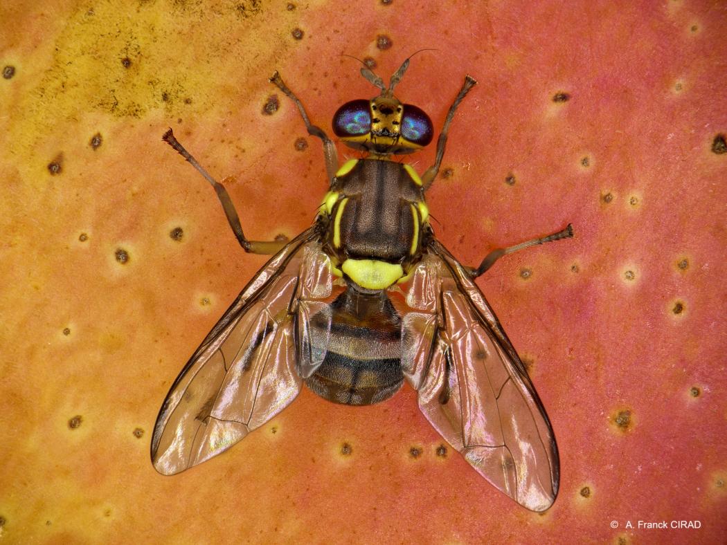 fly