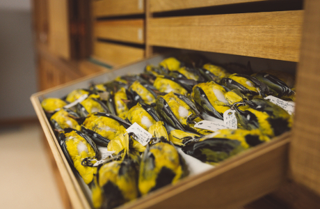 Help transcribing the registers of our bird collection to enrich our databases!
