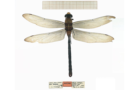 Help transcribing the original labels on the specimens of the Odonate collection to enrich our databases! Project complete!