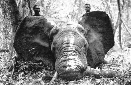 De twee Congolese spoorzoekers poseren hier met de neergeschoten olifant met opengesperde oren, 1956. Foto M. Poll – KMMA
