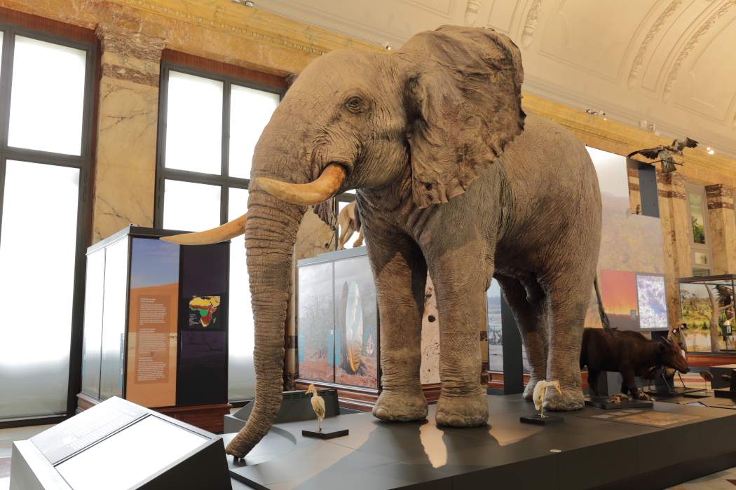 Elephant Royal Museum for Central Africa Tervuren Belgium