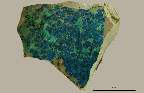 Surface environment and collection management