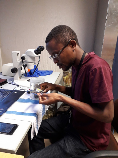 Lewis Ngoy Kalumba en train de mesurer un poisson du genre Kneria (famille : Kneriidae) (02/09/‎2019).