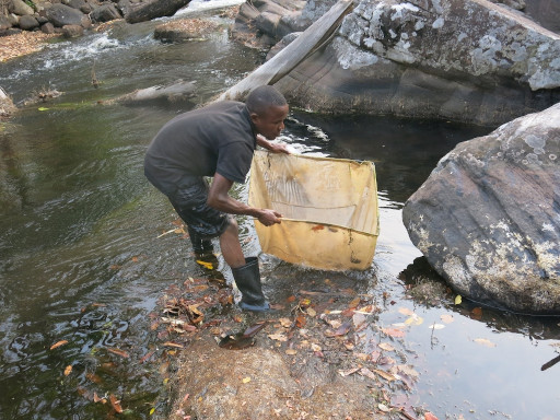 Fishing with a dip net in the Luanza River (Kundelungu National Park) above the first falls, i.e. the Kyanga (Sanshifolo) Falls (20/09/‎2017).