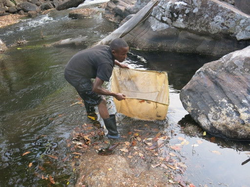 Pêche à l’épuisette dans la rivière Luanza (Parc National de Kundelungu) en amont des premières chutes, dites chutes de Kyanga (Sanshifolo) (‎20/09/‎2017).