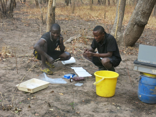 Traitement de poissons sur le terrain à la rivière Luanza (Parc National de Kundelungu) ; ici la prise d’un échantillon génétique (fin-clip) (‎20/09/‎2017).