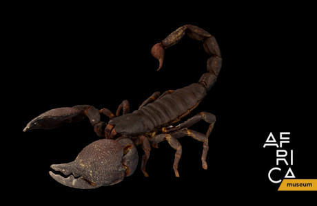 Example of a 3D model of an emperor scorpion