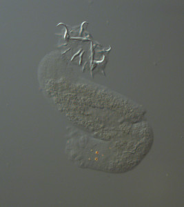 cichlidogyrus papernastrema, a monogenean flatworm parasite