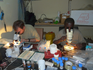 Inspecting gills for parasites