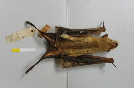 Spécimen de chauve-souris Hipposideros gigas viegasi