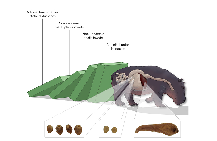 Schematic representation