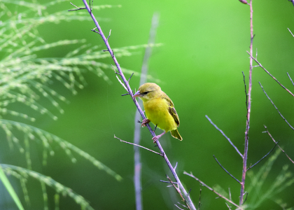 female lufira masked weaver (ploceus ruweti)