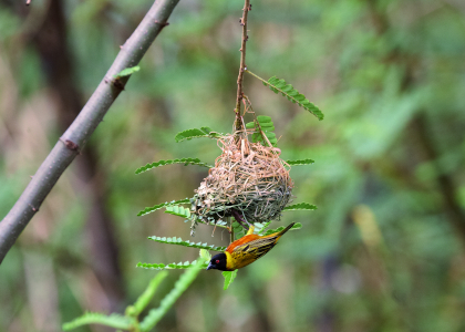 Tisserin de la Lufira mâle (ploceus ruweti)