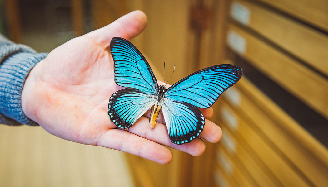 https://www.africamuseum.be/sites/default/files/media/research/discover%20our%20research/science_news/2022_02_citizen_science_lepidoptera/citizenscience_1_1050.jpg
