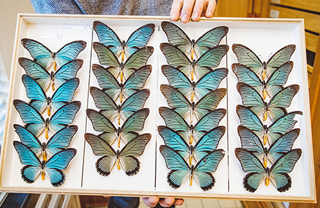 Help mee met het transcriberen van de originele etiketten op de specimens van de collectie vlinders en motten om onze databases te verrijken! Project afgewerkt!