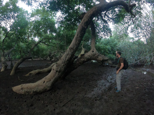 photo d'un homme dans une mangrove
