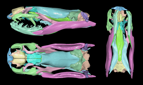 scan of a snake skull, with different bones having different colours