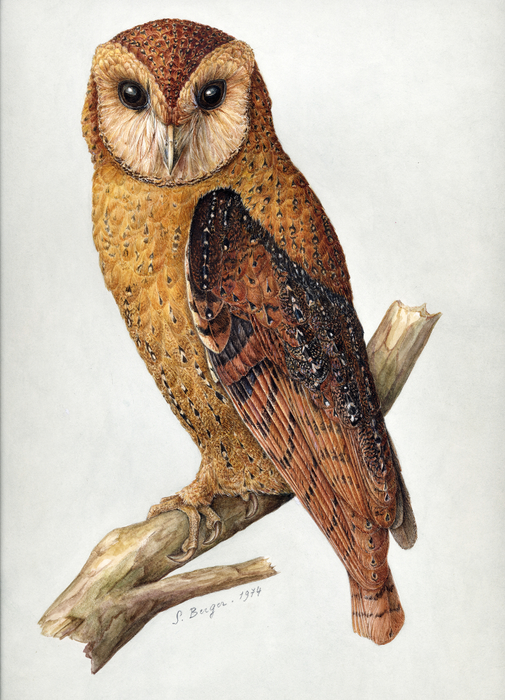 Artist's impression of the Congo Bay-owl (Phodilus prigoinei).
