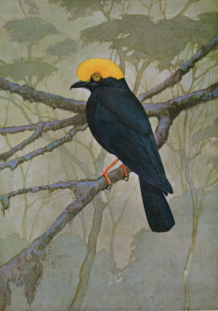Yellow-crested Helmetshrike (Prionops alberti). Watercolour by F.L. Jacques from Schouteden 1938 : pl. 1. 
