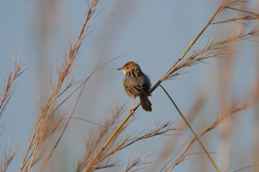 Luapulagraszanger (Cisticola luapula)