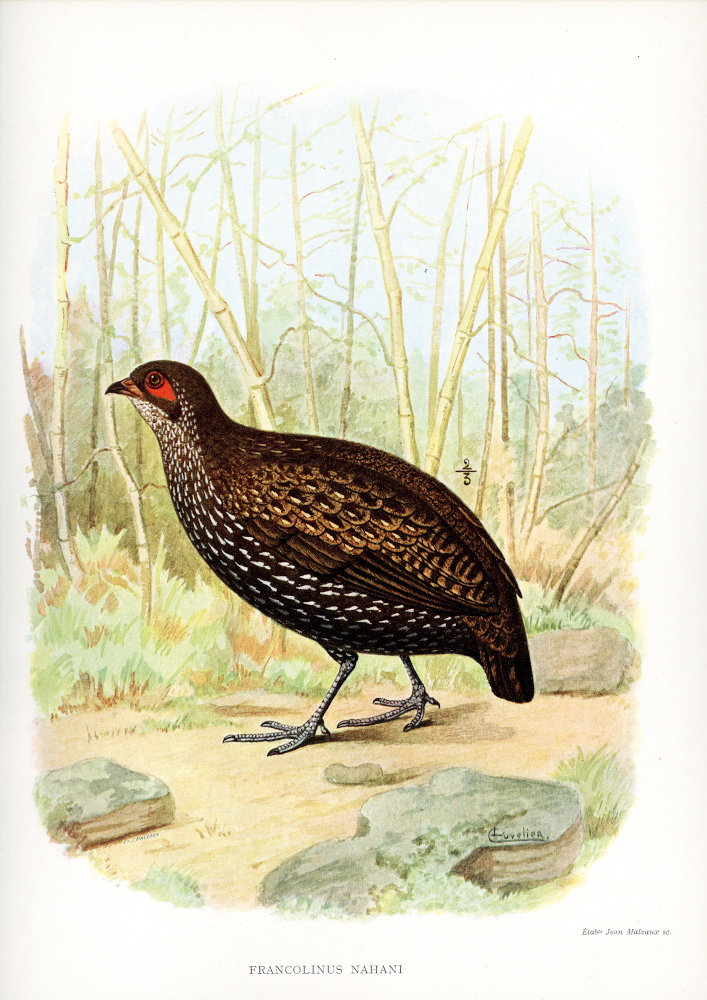 Francolin de Nahan