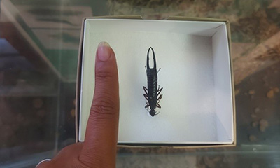 large earwig specimen