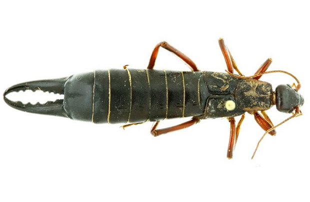 Extinct Giant Earwig returns to St Helena after 56 years