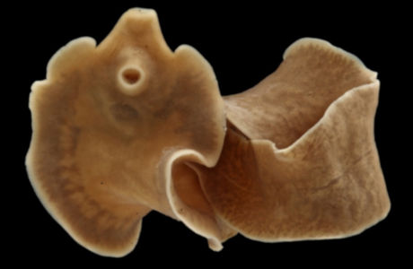 Artificial lakes, a paradise for parasites?