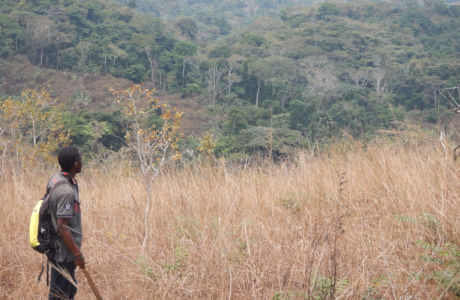 The natural comeback of tropical rainforests in the savanna region