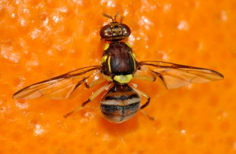 In-silico boosted, pest prevention and off-season focus IPM against new and emerging fruit flies (‘OFF-Season’ FF-IPM)