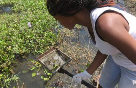 The role of freshwater snails in transmission of parasitic diseases in Zimbabwe