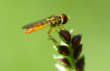 DIPoDIPDiversity of Pollinating Diptera in South African biodiversity hotspots