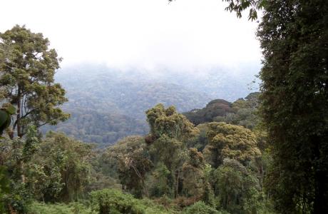 bergwoud in Nyungwe (Rwanda)
