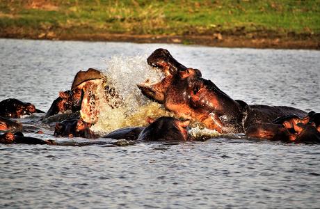 Hippopotames dans le lac Kariba
