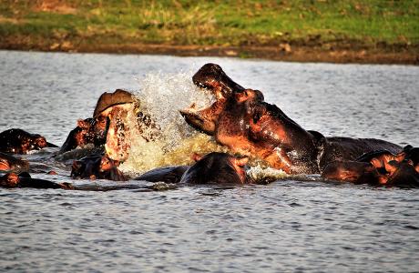 Hippos at lake Kariba