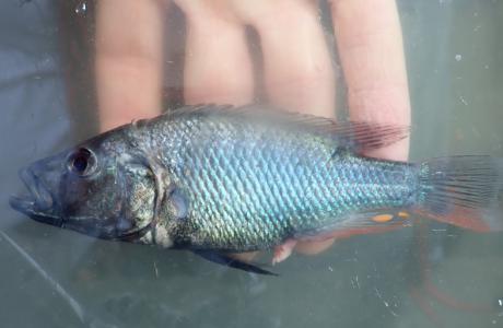 Dominant mannetje van de nieuwe soort Haplochromis glaucus.