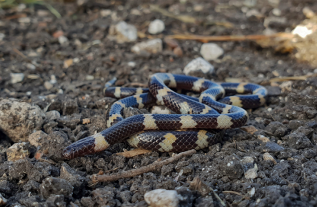 photo d'un serpent