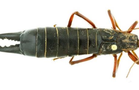 specimen of a giant earwig