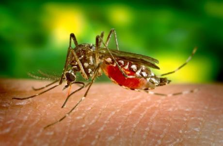 DNA of exotic mosquitoes under scrutiny