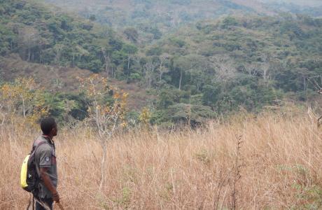 The natural comeback of tropical rainforests in the savanna region 